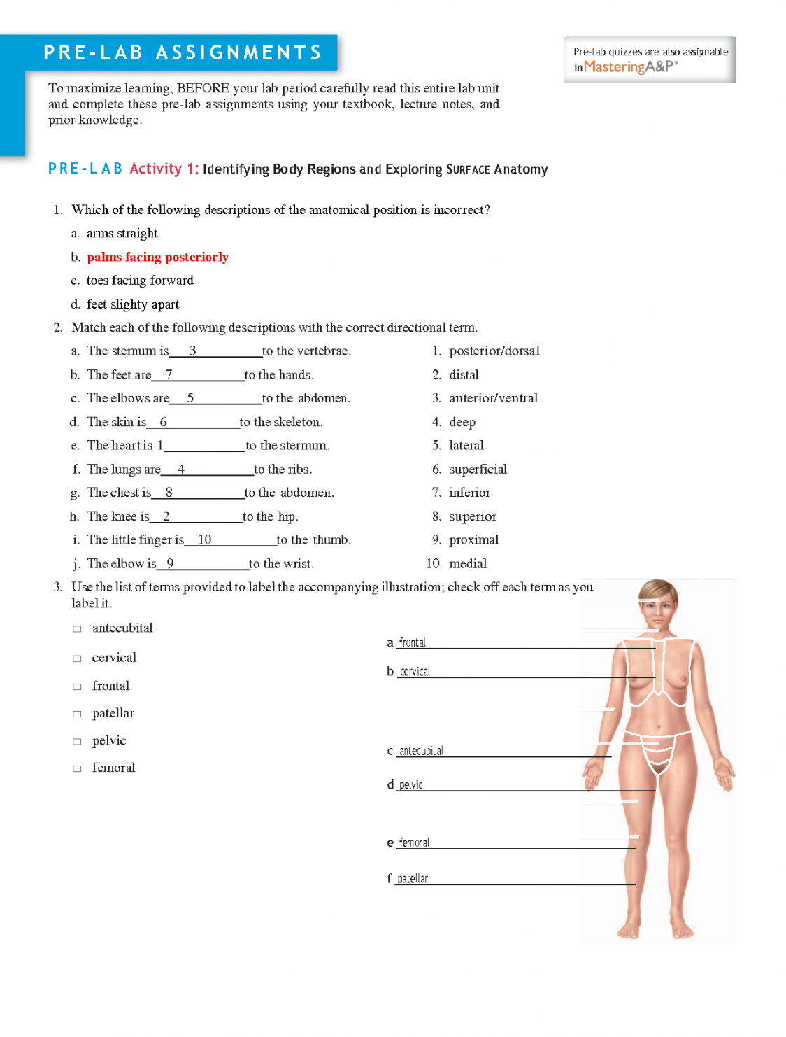 SOLUTION: Anatomy  worksheet  Introduction to Anatomy and