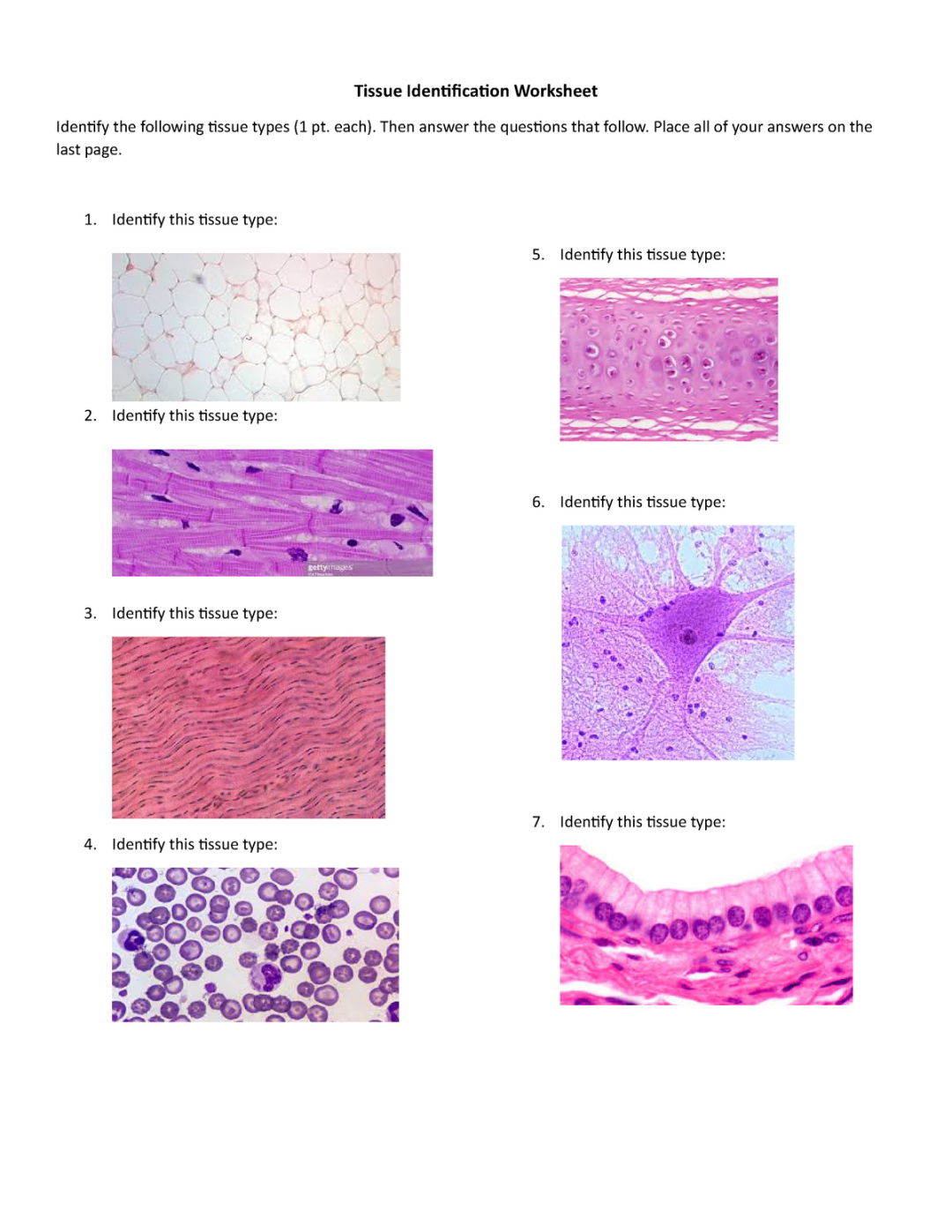 Tissue Worksheet - Tissue Identification Worksheet Identify the