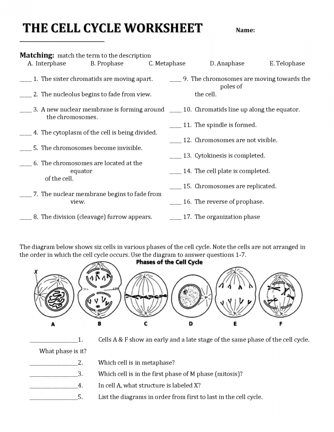 Cell Cycle Worksheet Answers  Cell cycle, Biology worksheet