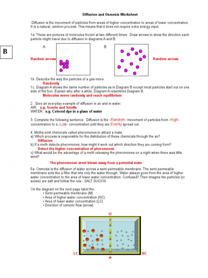 Diffusion and Osmosis Worksheet KEY   PDF  Osmosis  Chemistry