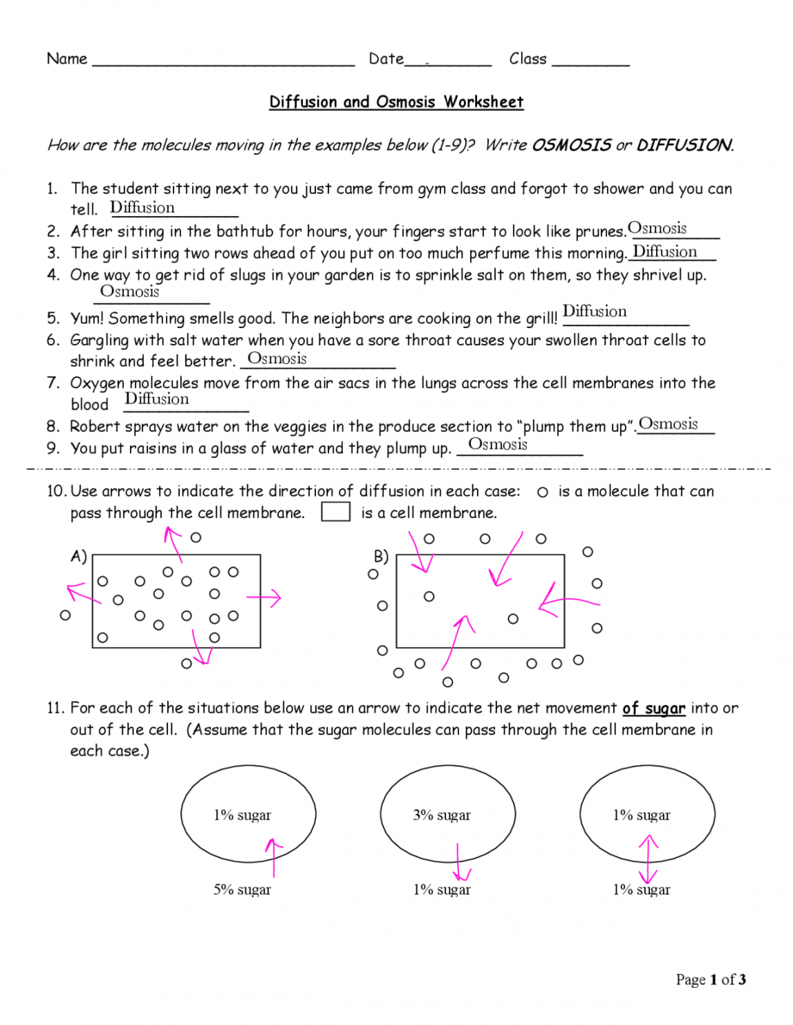 Diffusion and Osmosis Worksheet with Answers  Exercises Biology