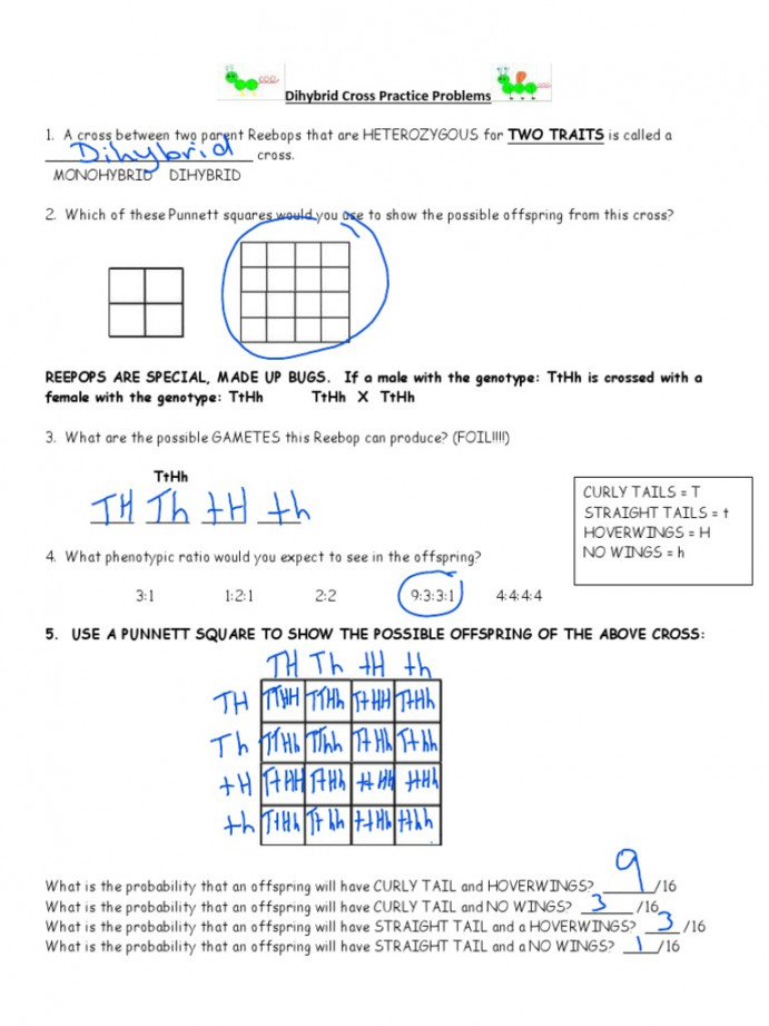 Dihybrid Cross Practice Problems Answer Key  PDF  Dominance