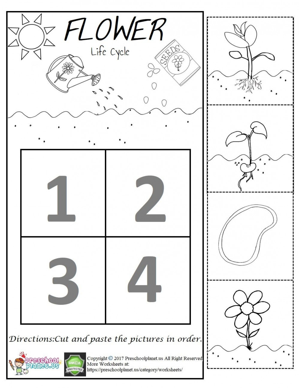 Flower Life Cycle Worksheet  Flower life cycle, Plant life cycle