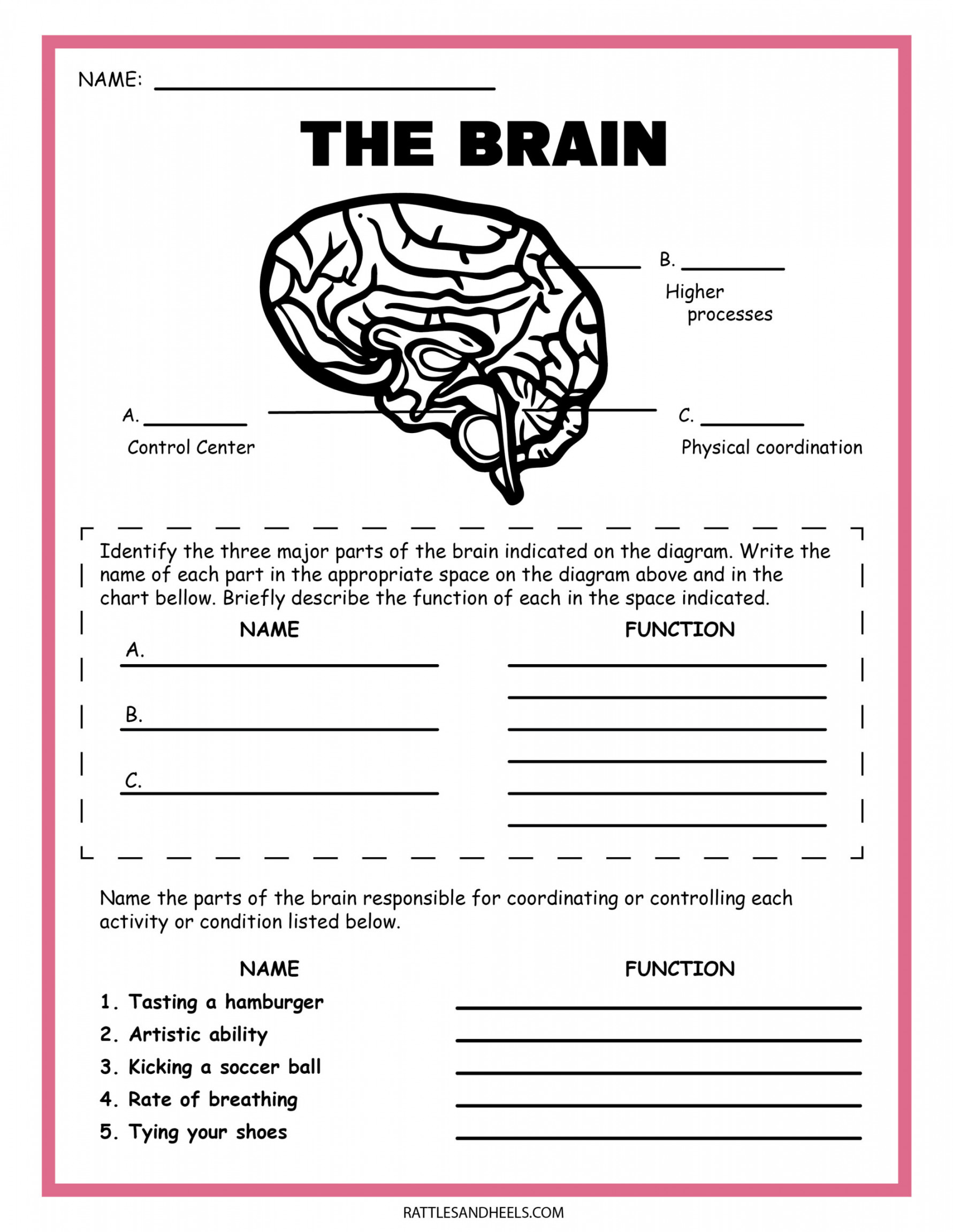 Free Science Worksheets The Nervous System - Adanna Dill