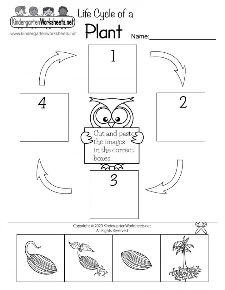 Kindergarten Life Cycle of a Plant Worksheet  Plant life cycle