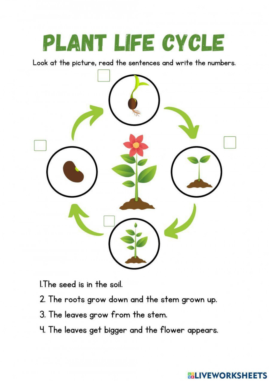 Life Cycle of a plant online activity for Grade   Live Worksheets