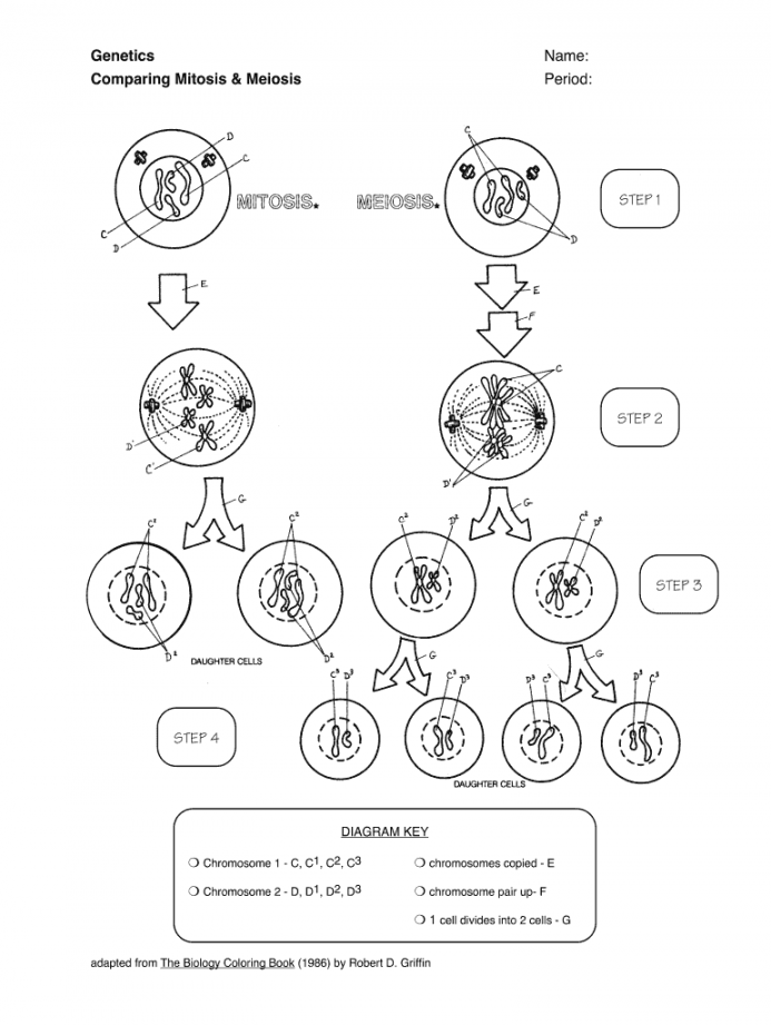 Mitosis vs meiosis worksheet: Fill out & sign online  DocHub