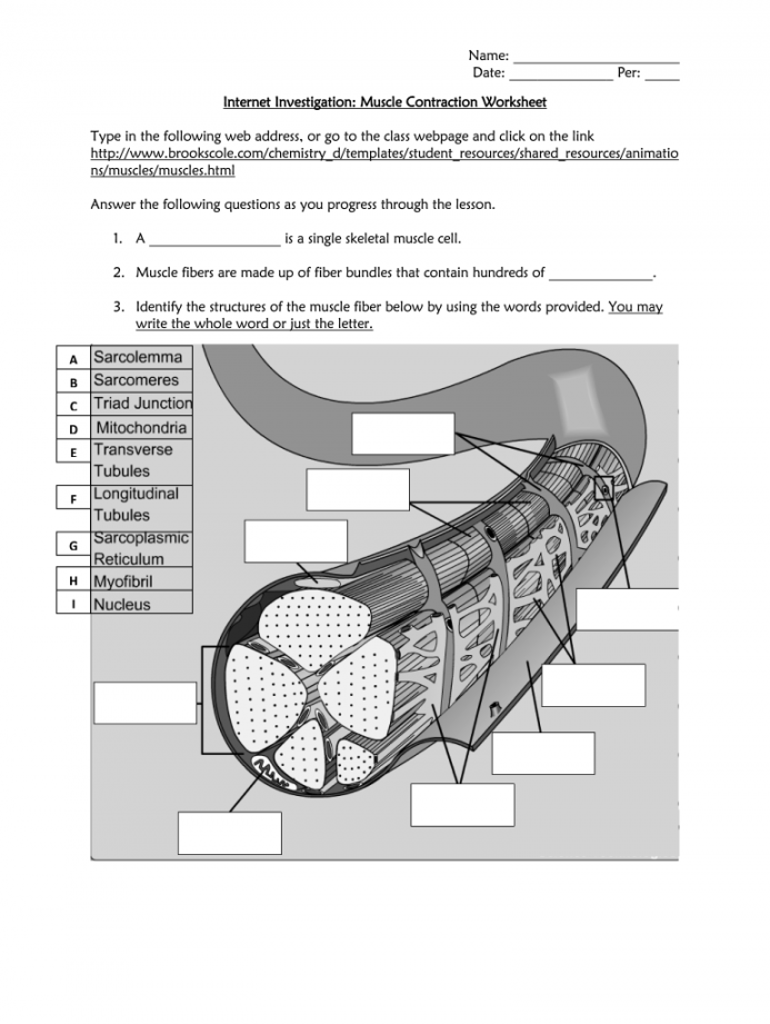 Muscle contraction worksheet answers: Fill out & sign online  DocHub