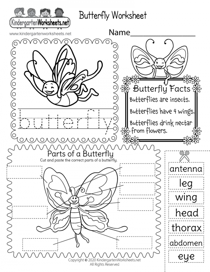 Parts of a Butterfly Worksheet - Free Printable, Digital, & PDF