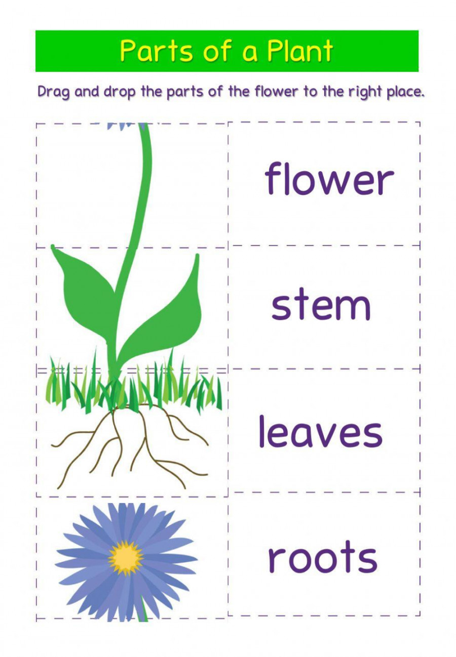 Parts of a Plant online pdf worksheet for Kindergarten  Live