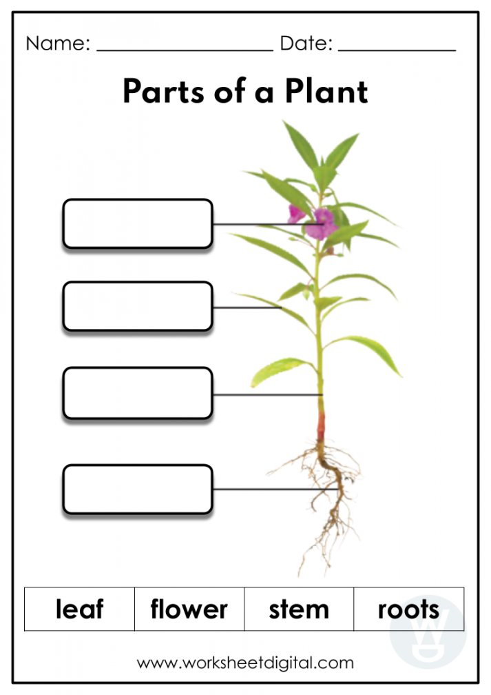 Parts of a Plant - Worksheet Digital