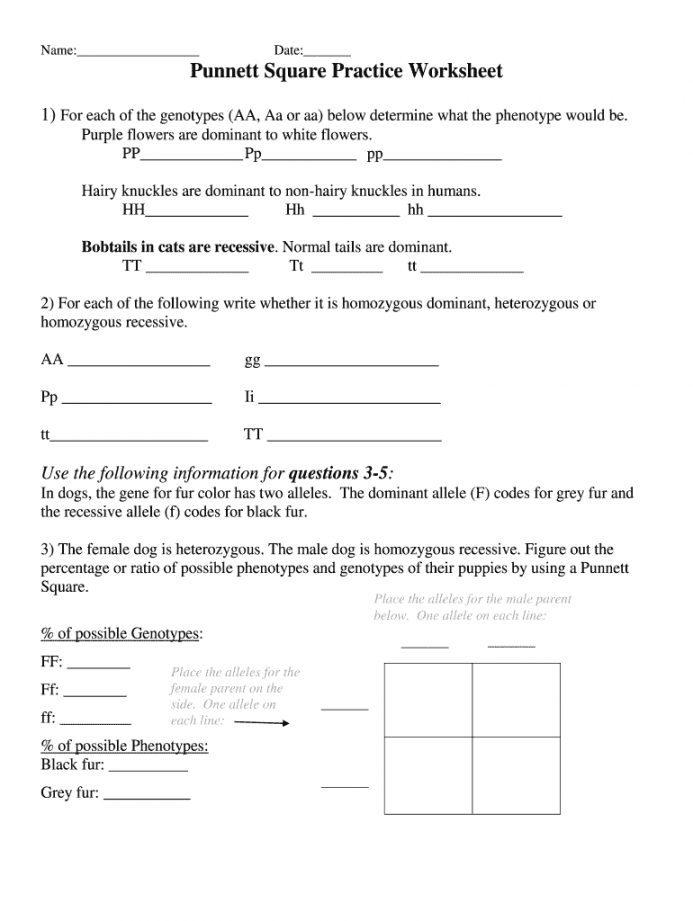 Punnett square practice worksheet: Fill out & sign online  DocHub