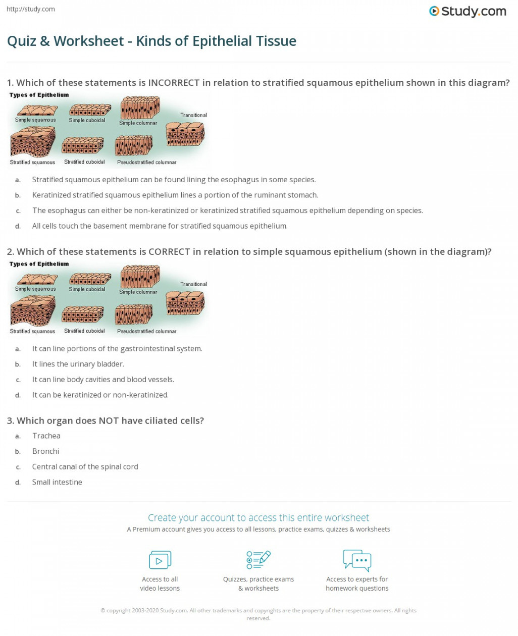 Quiz & Worksheet - Kinds of Epithelial Tissue  Study