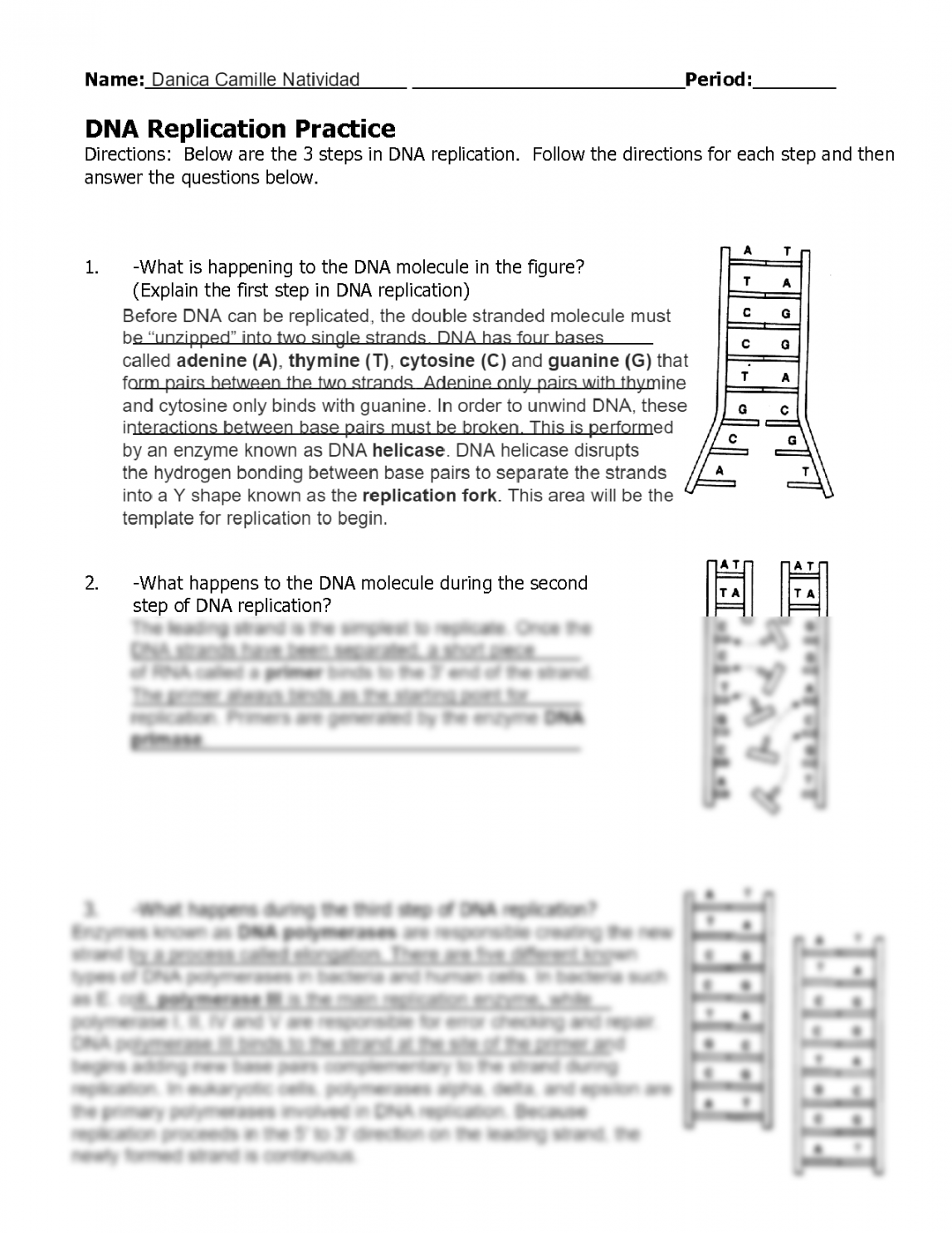 SOLUTION: Dna replication worksheet - Studypool