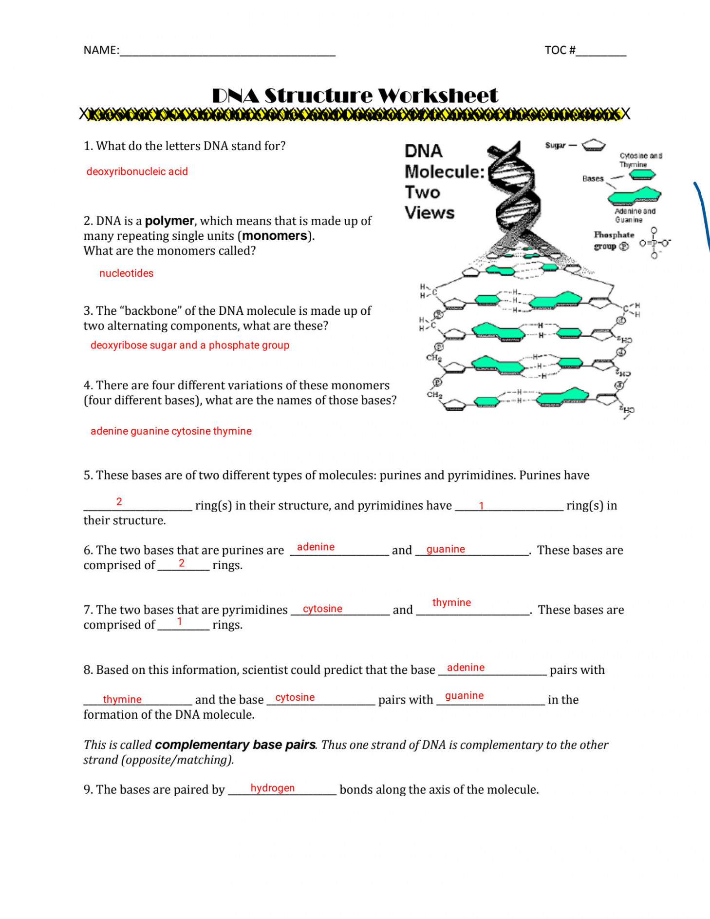 SOLUTION: Kami export charles powell dna structure worksheet