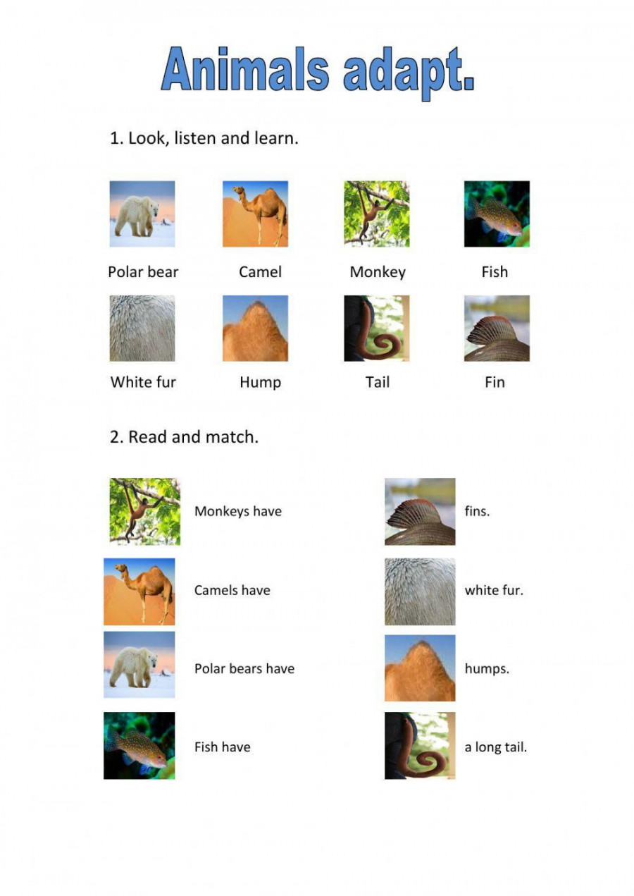 Animals adaptations worksheet  Live Worksheets