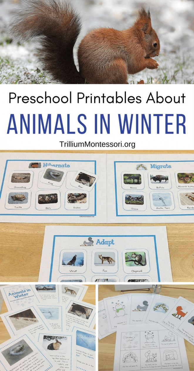 Animals in Winter Unit in   Winter animals preschool, Winter