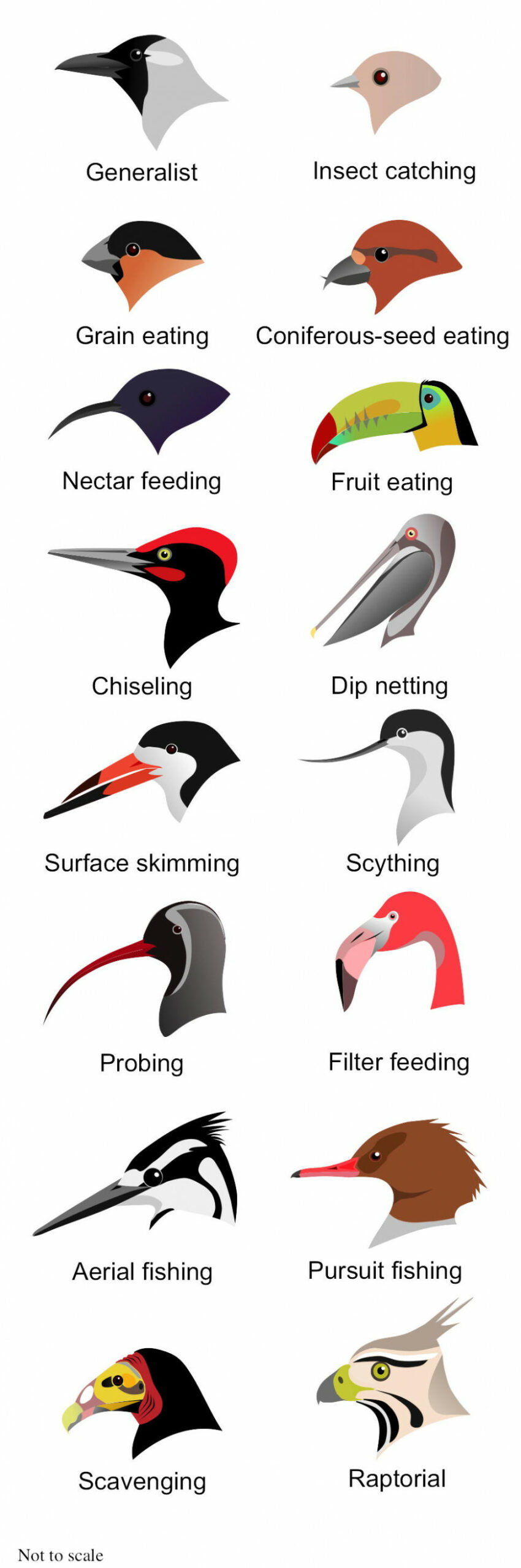 Bird Beaks: Competition and Natural Selection