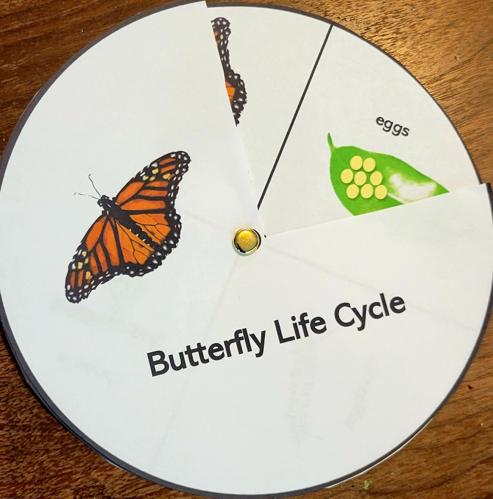 Butterfly Life Cycle Wheel Printable Kids Activity Early - Etsy