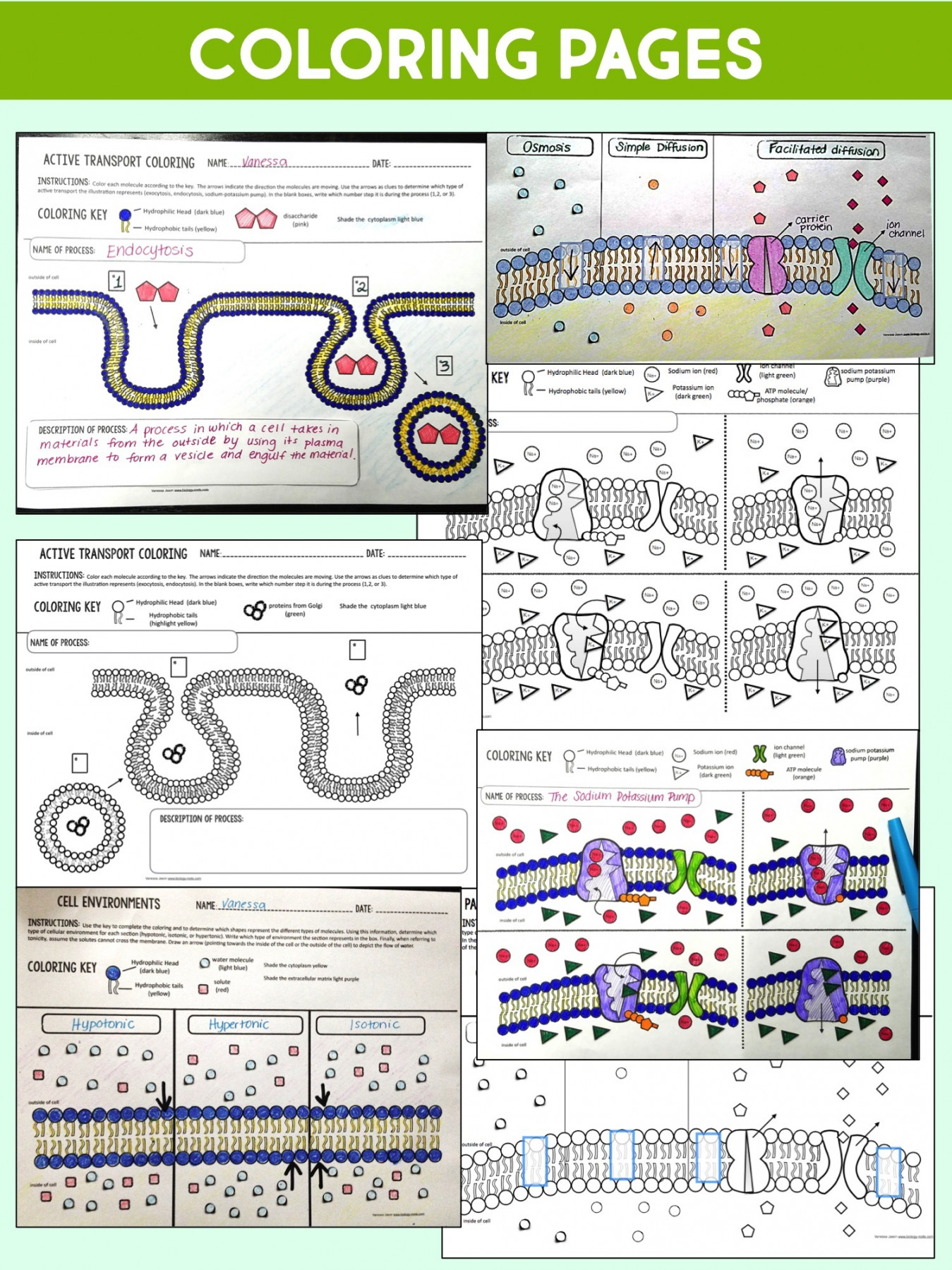 Cell Transport Unit Plan - Store - Biology Roots