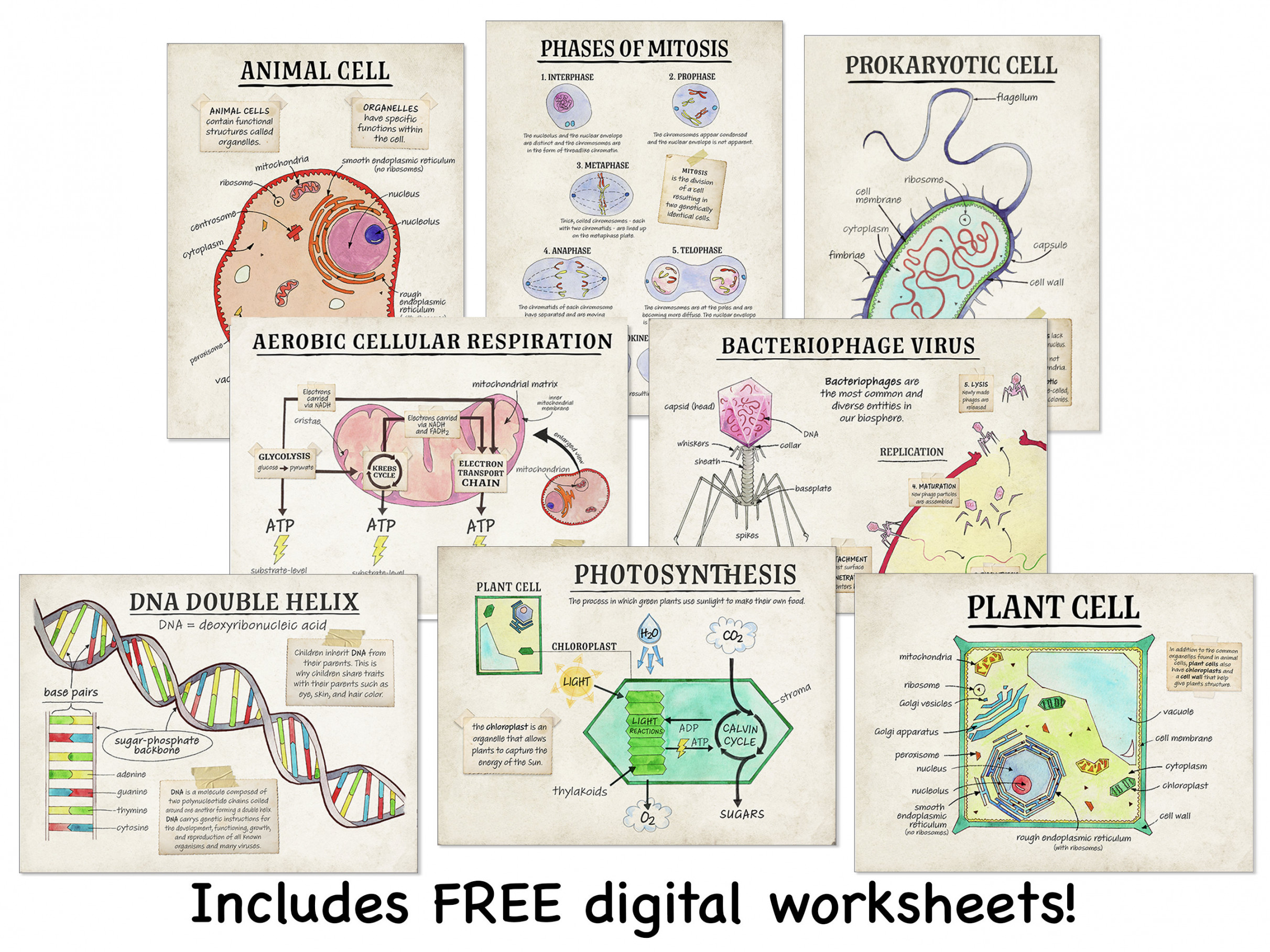 Cellular Structure and Functions Classroom Poster Set. Fine - Etsy