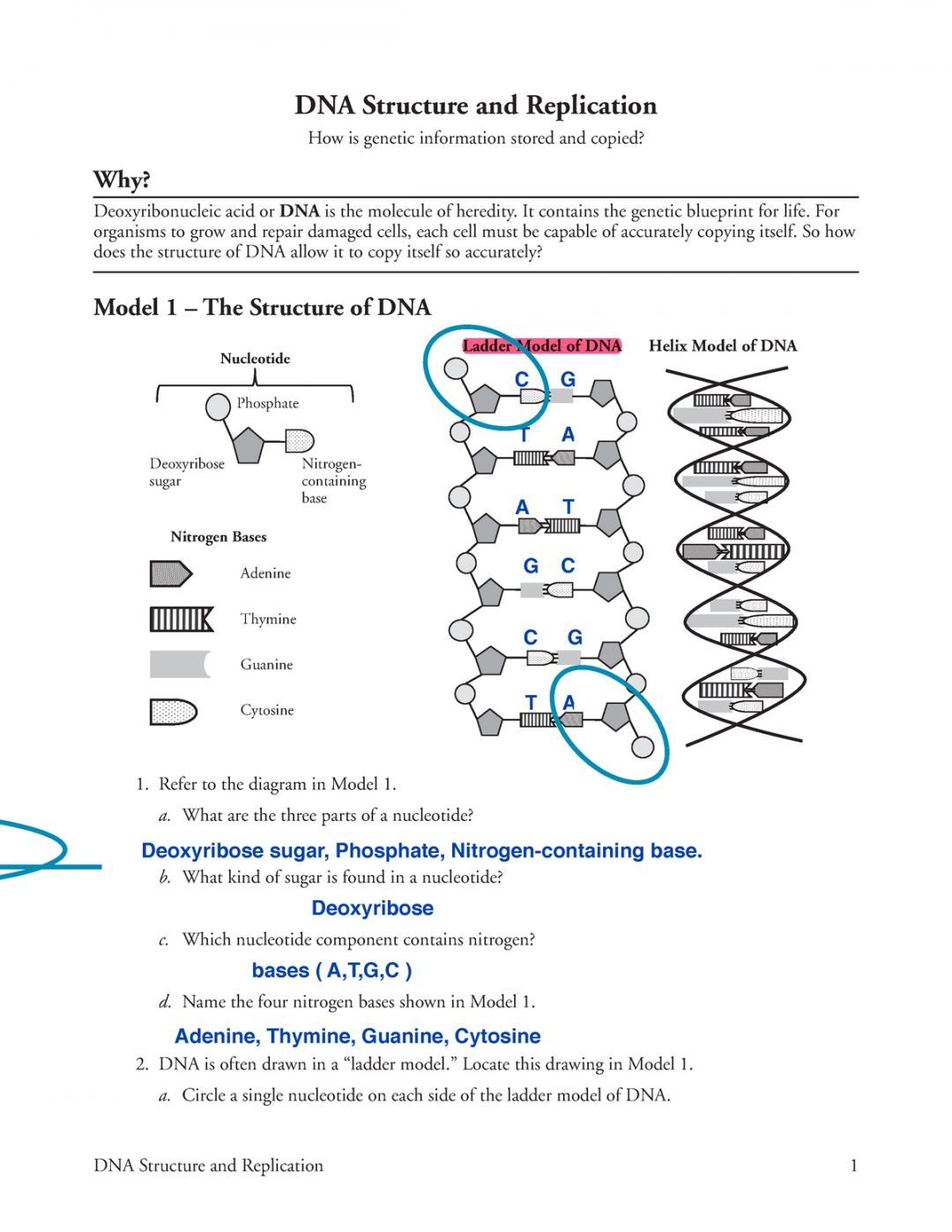 DNA Structure and Replication-S - It contains the genetic