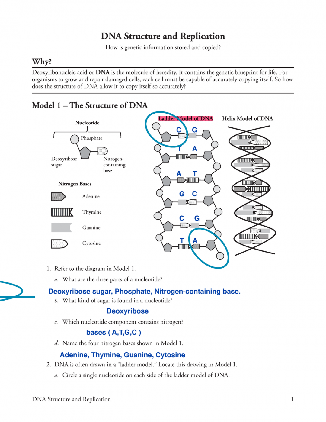 dna replication assignment answers