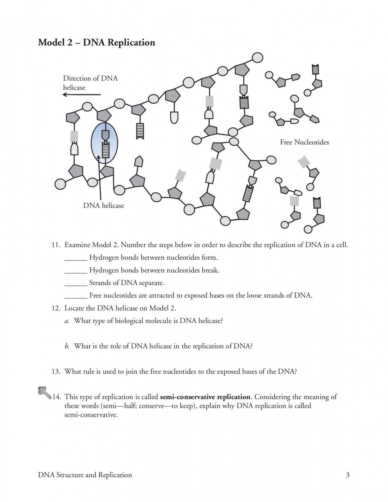 Dna Structure And Replication Worksheet Answer Key  Dna