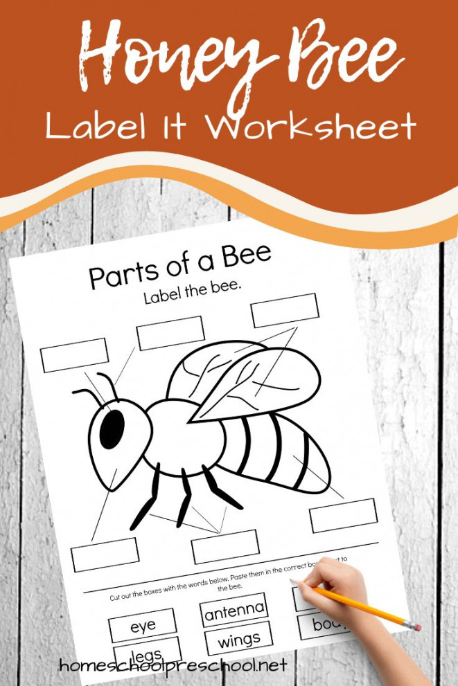 Free Printable Parts of a Bee Preschool Worksheet  Bee activities