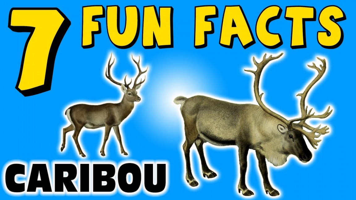 FUN FACTS ABOUT CARIBOU! FACTS FOR KIDS! REINDEER FACTS! Snow! Learning  Colors! Funny Sock Puppet!