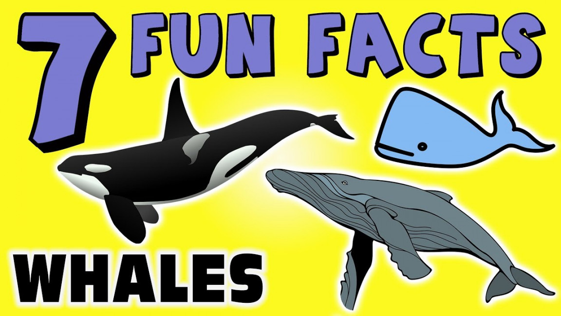 FUN FACTS ABOUT WHALES! WHALE FACTS FOR KIDS! Ocean! Fish! Sea! Learning  Colors! Funny Sock Puppet