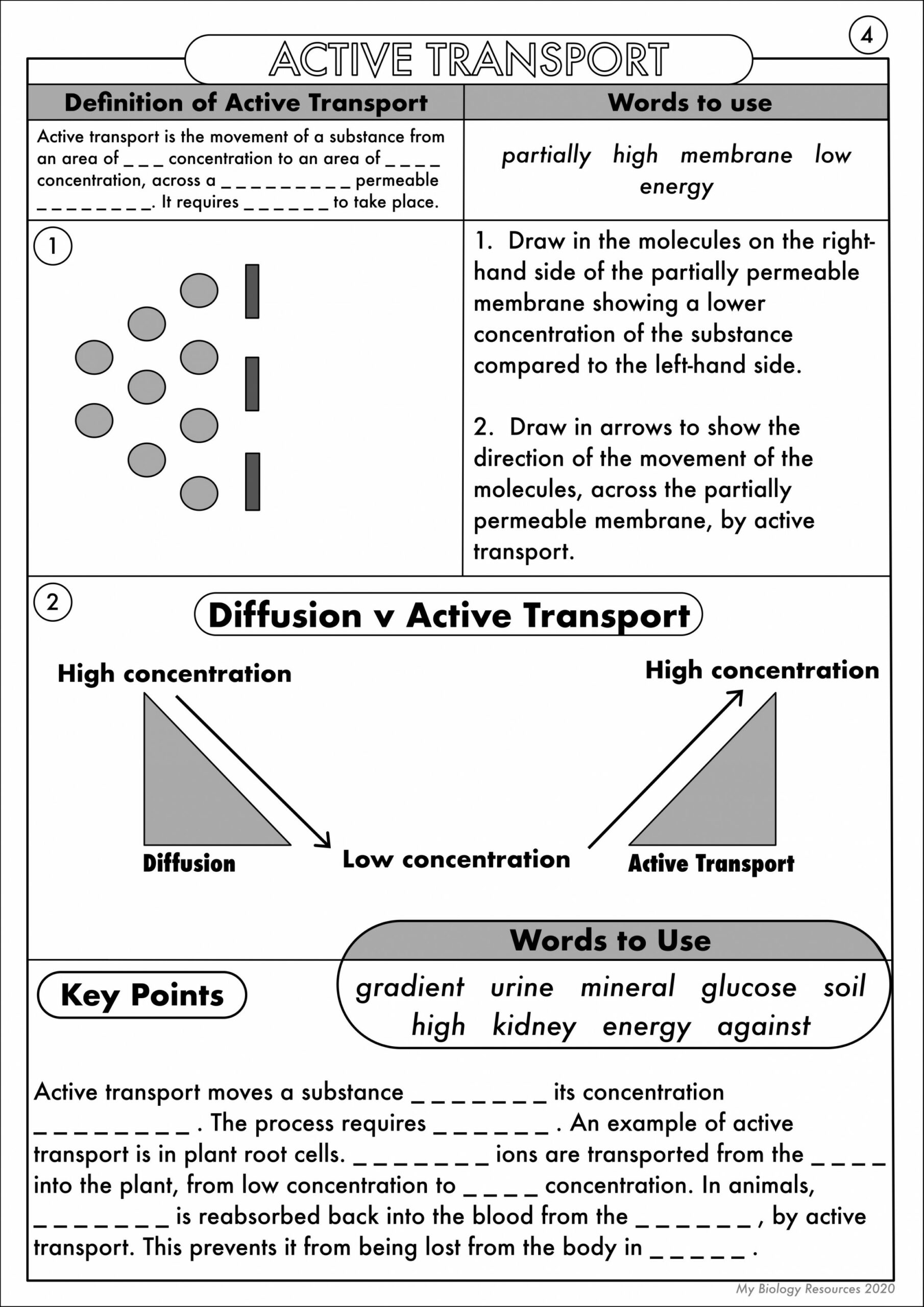 GCSE Biology: Diffusion, Osmosis and Active Transport Worksheet