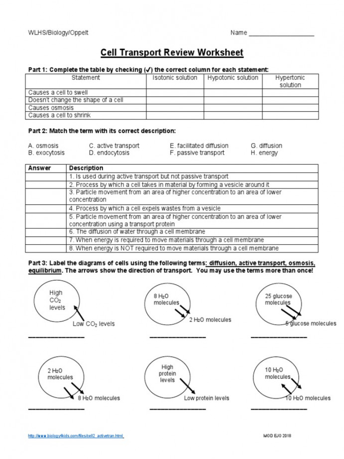 Handout - Cell Transport Review Worksheet  PDF  Osmosis  Biophysics