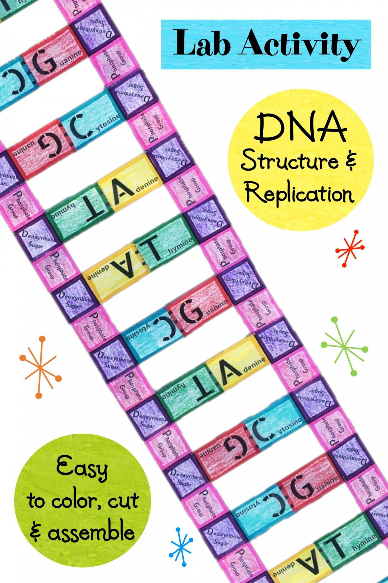 Lab Activity - DNA Structure and Replication  Lab activities, Dna