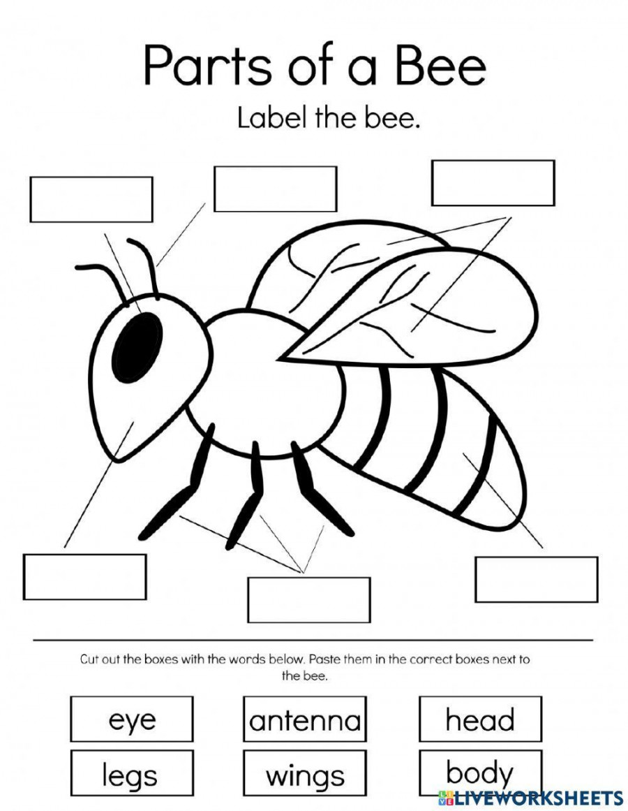 Label the honey bee worksheet  Live Worksheets