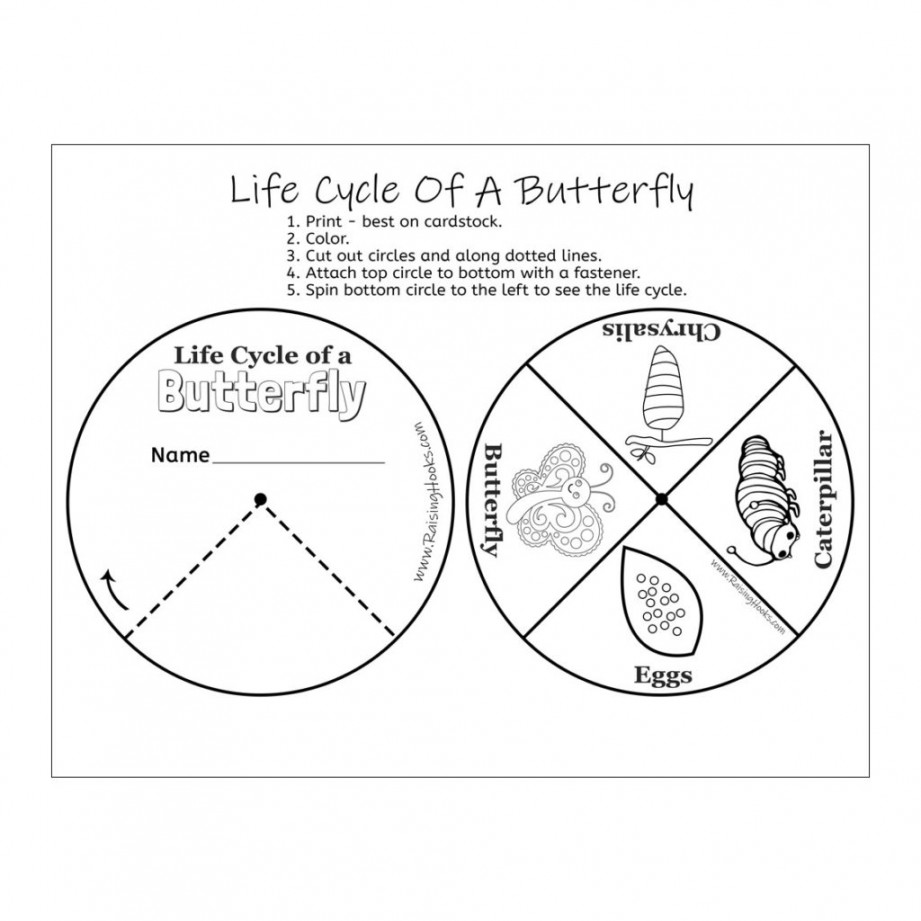 Life Cycle Of A Butterfly Wheel - Raising Hooks
