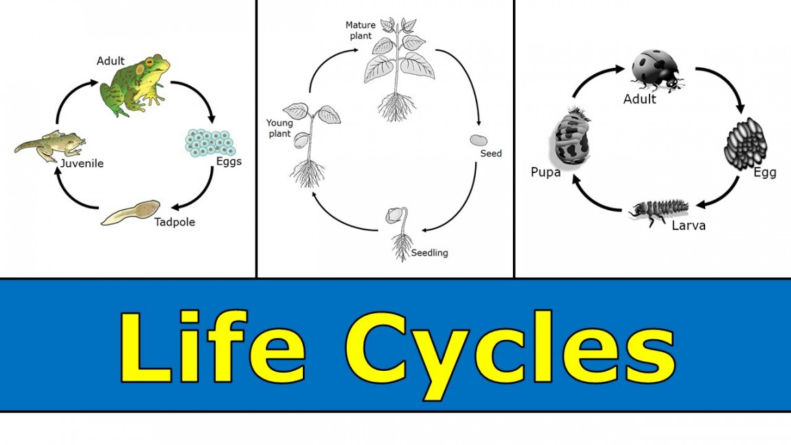 Life Cycle Definition For Kindergarten – Martin Lindelof