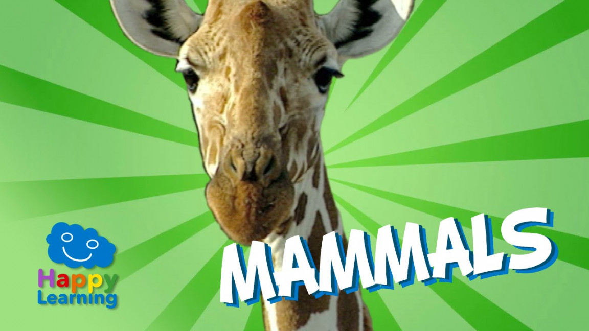 Mammals  Educational Video for Kids