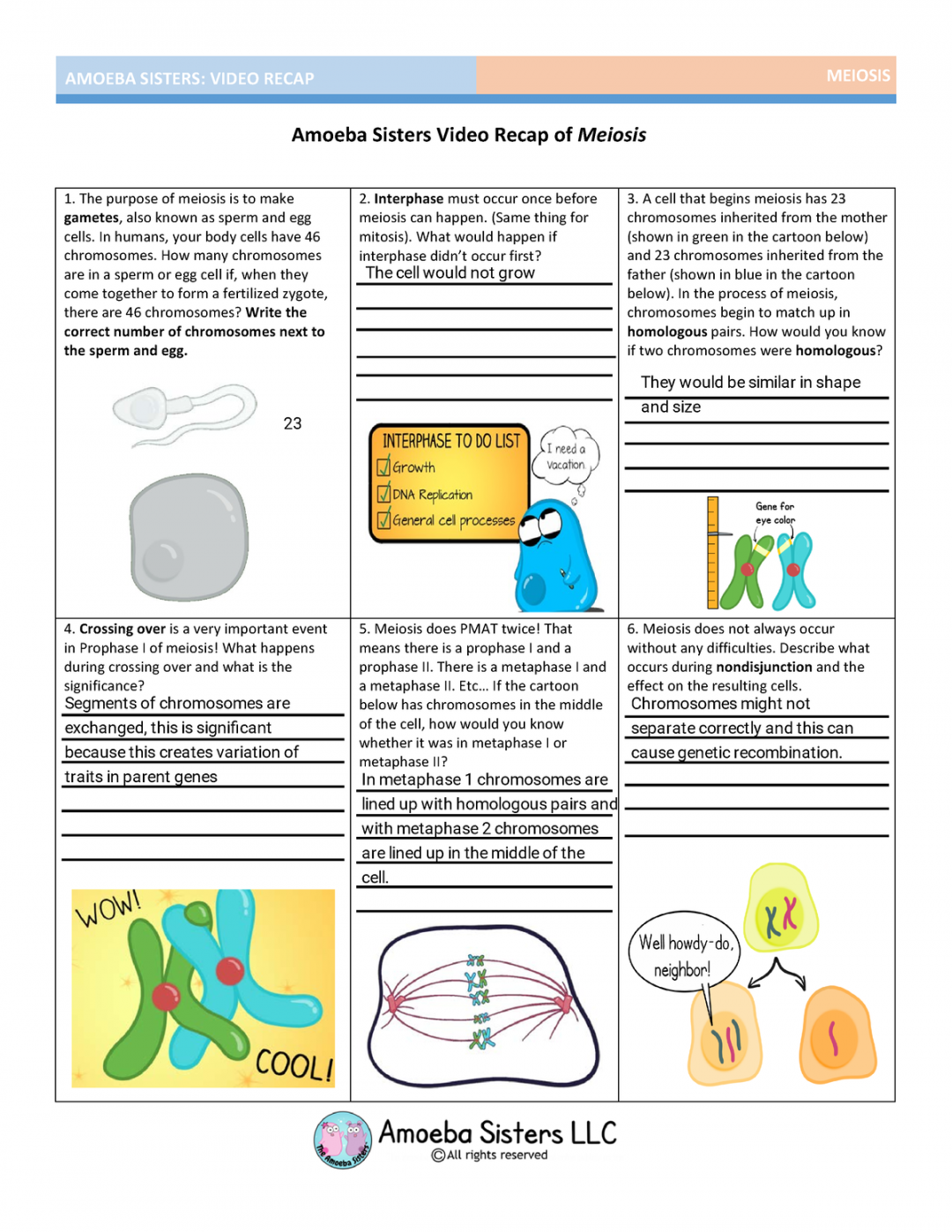 Meiosis Ameoba Sisters - AMOEBA SISTERS: VIDEO RECAP MEIOSIS