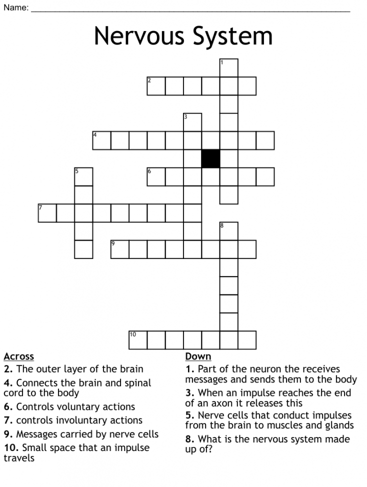 Nervous System Crossword - WordMint