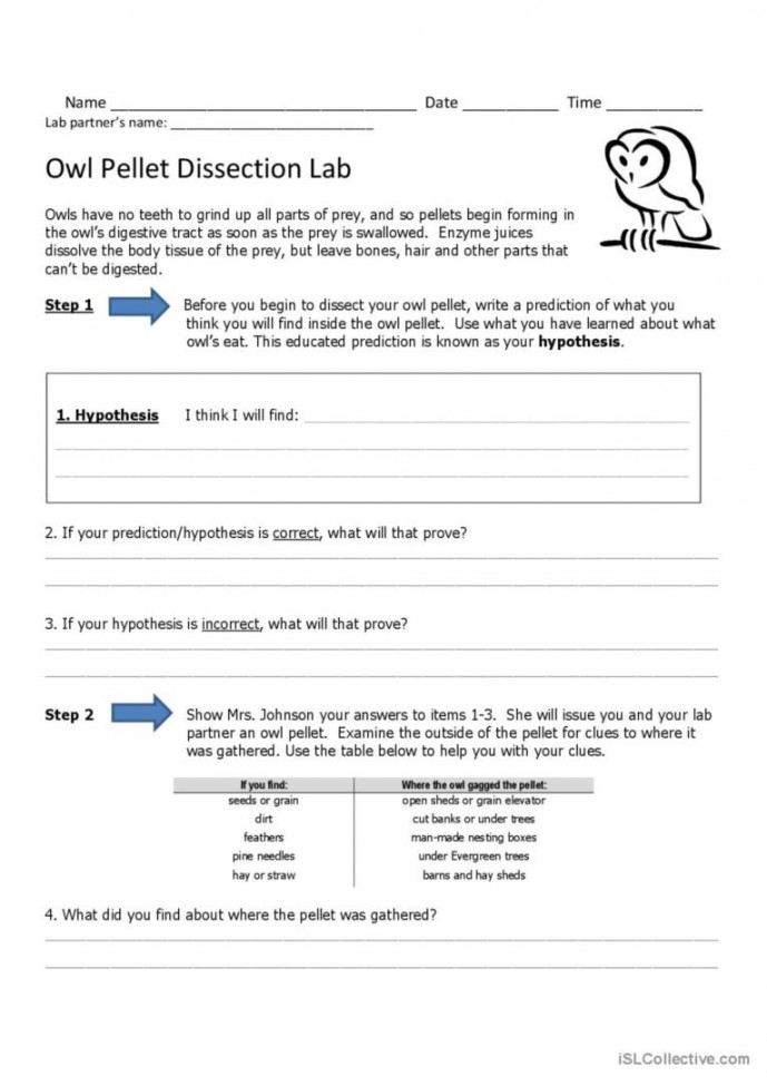 Owl Pellet Dissection Lab: English ESL worksheets pdf & doc