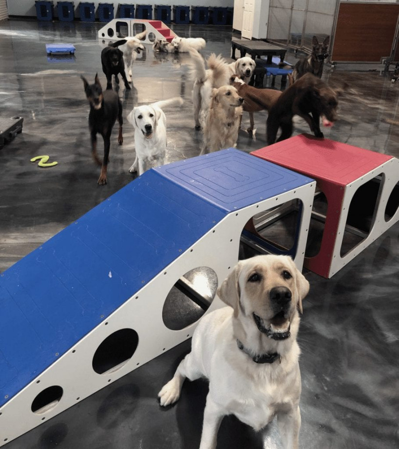 Patriot Dog Training  Doggy Daycare in San Antonio