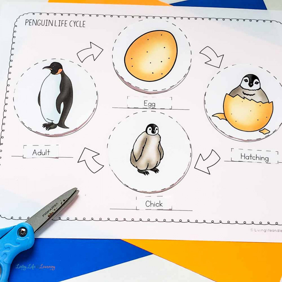 Penguin Life Cycle for Kids