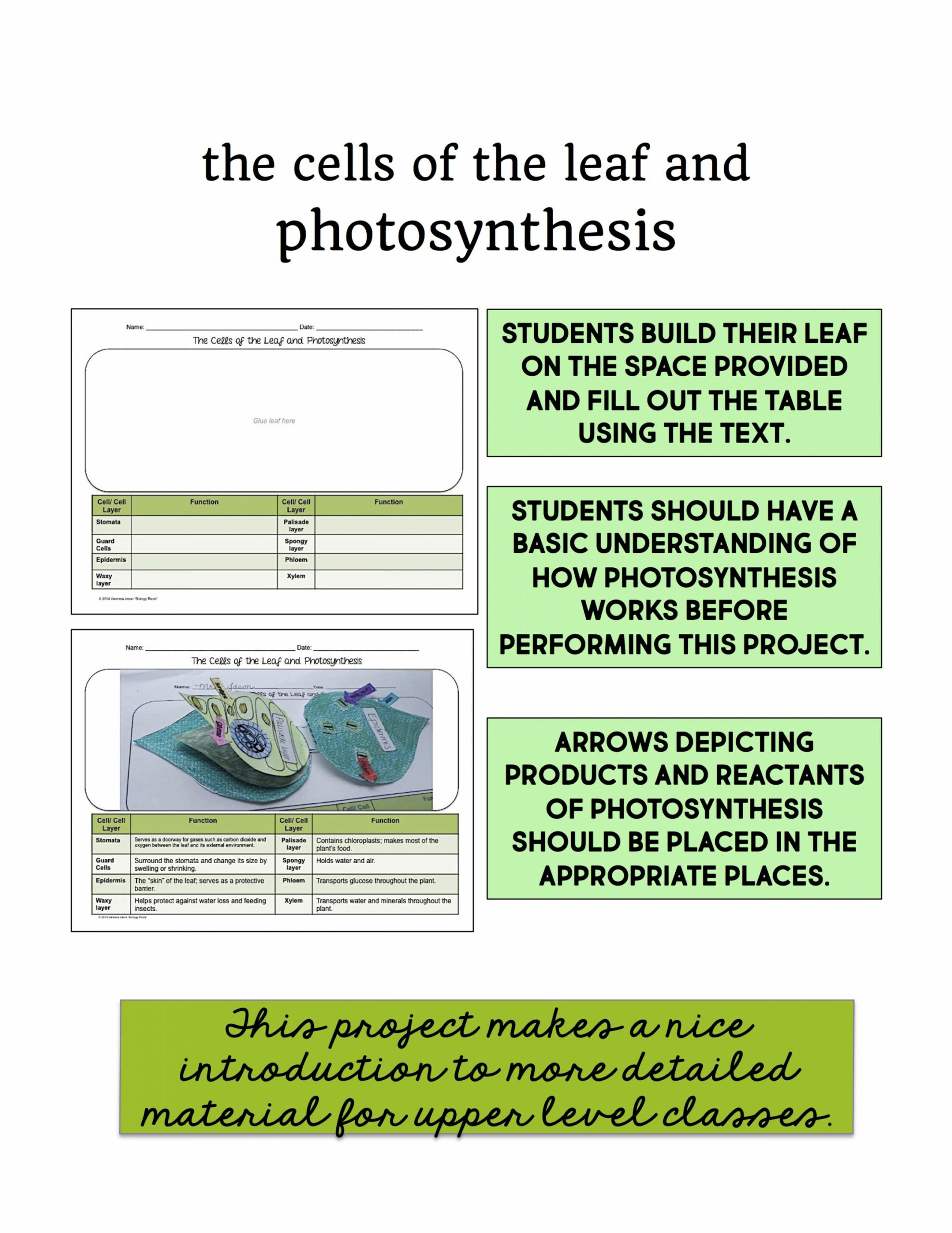 Photosynthesis Cells of the Leaf Model - Store - Biology Roots