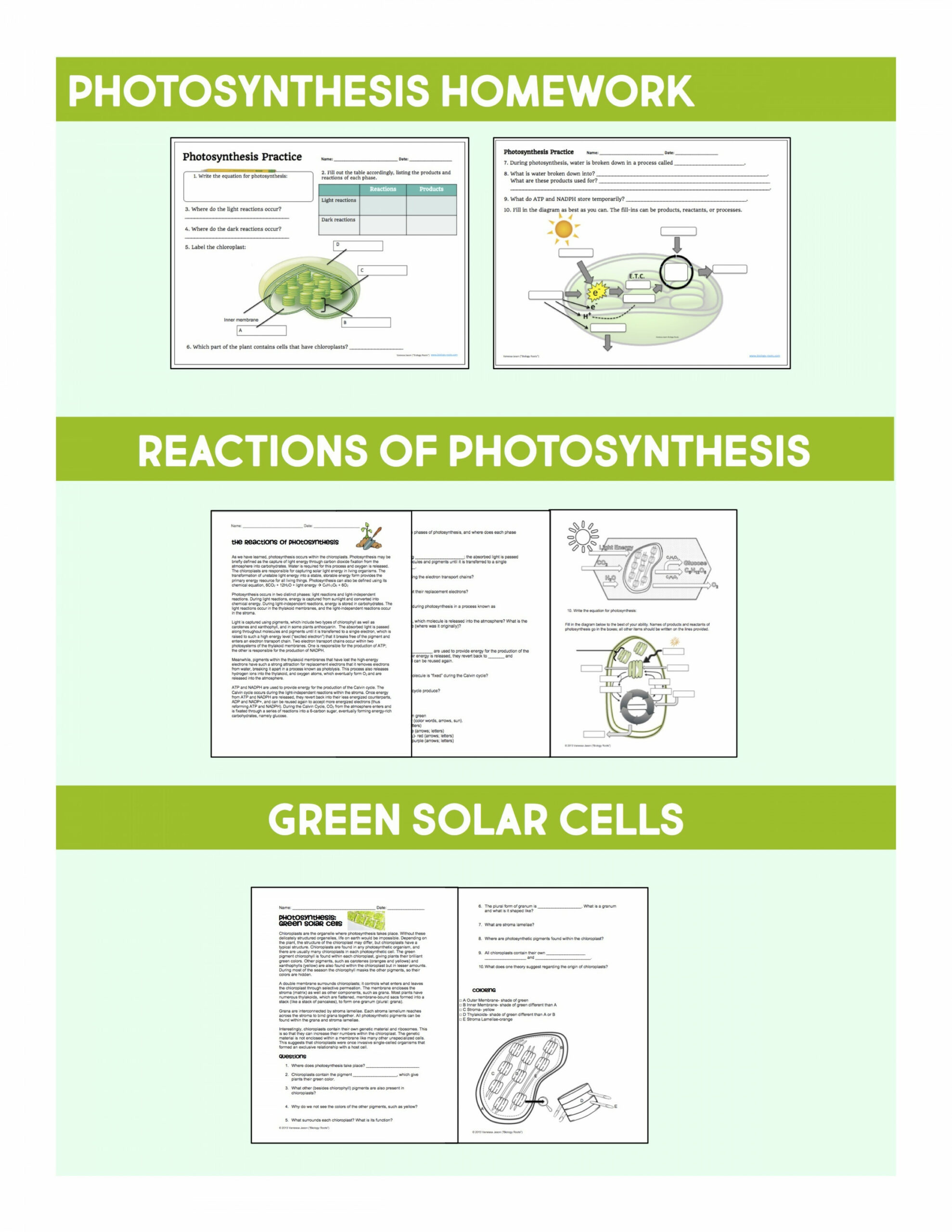 Photosynthesis Unit Bundle - Store - Biology Roots