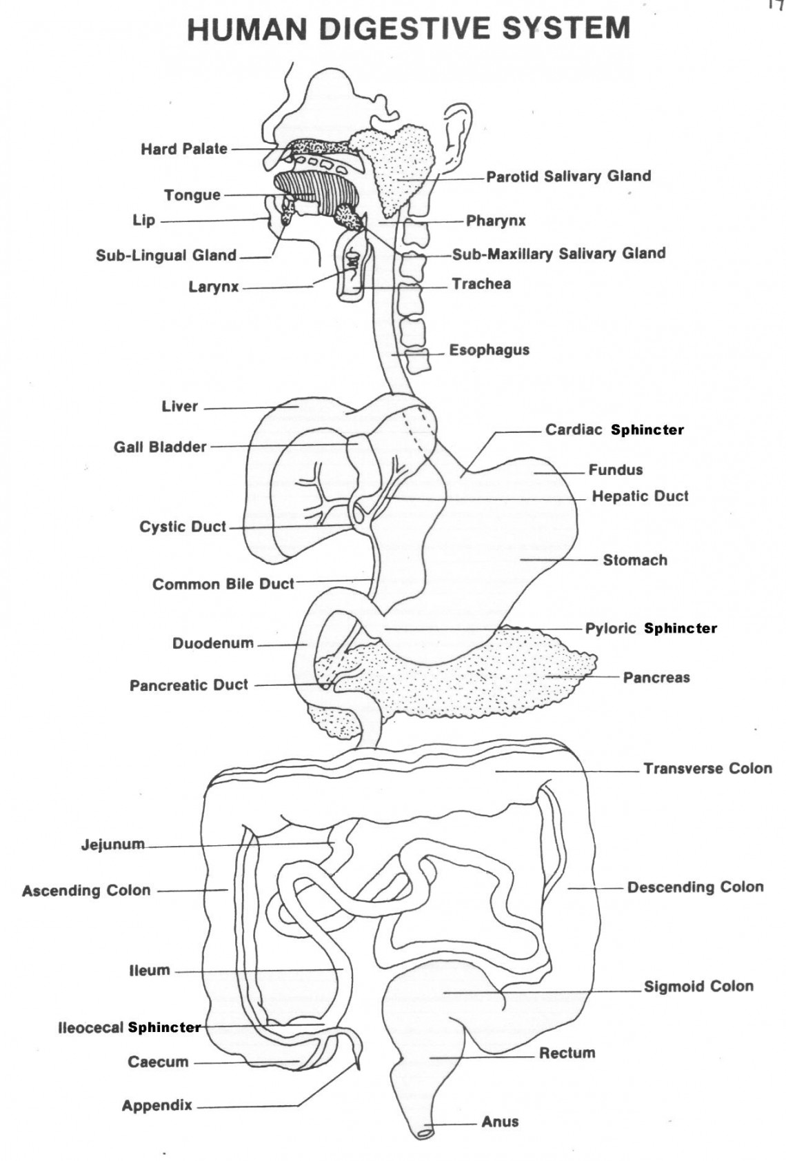 Pin by Belén Hernández on School: science in   Digestive