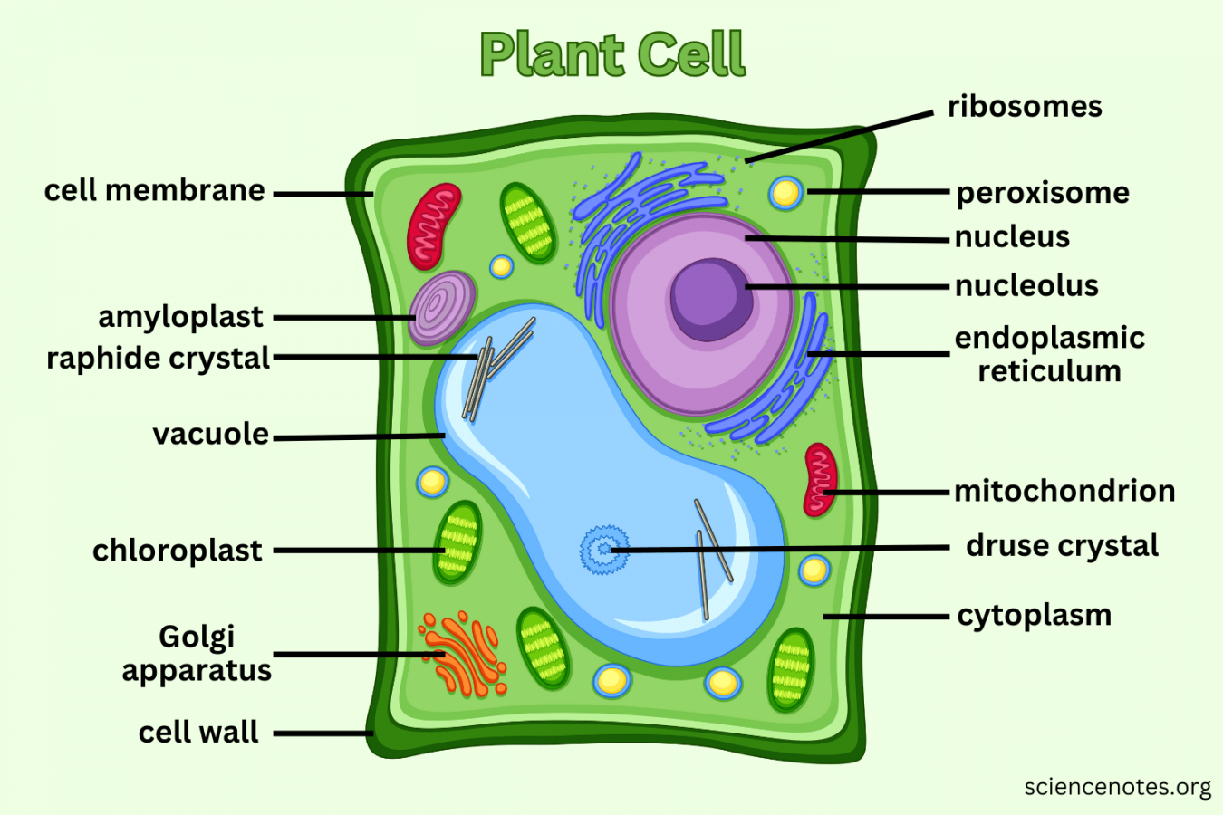 Plant Cell - Diagram, Organelles, and Characteristics in