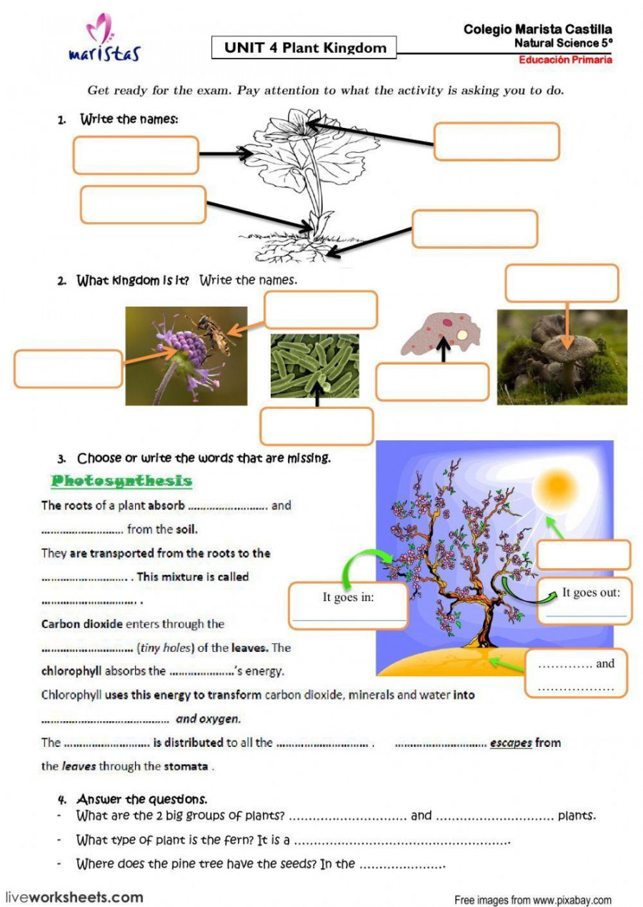 Plant Kingdom worksheet  Live Worksheets