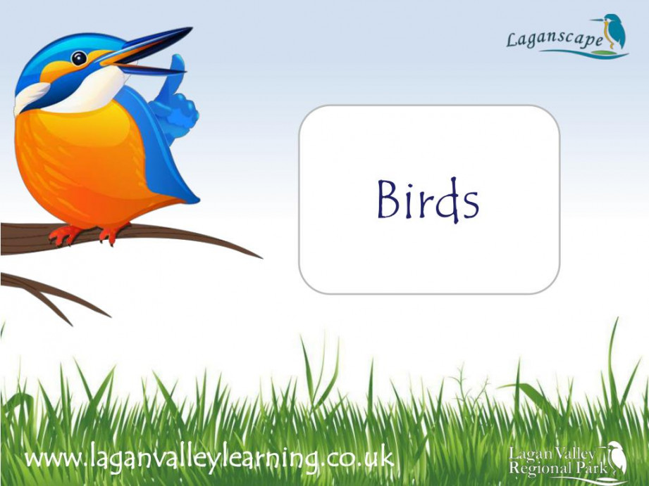 PPT - Birds PowerPoint Presentation, free download - ID: