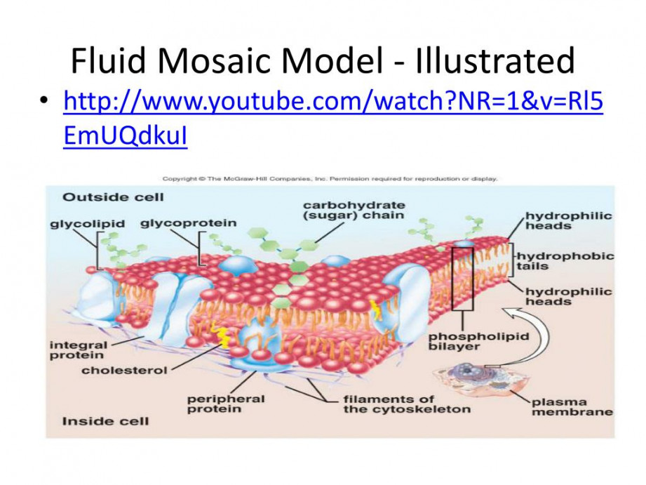 PPT - Fluid Mosaic Model - Illustrated PowerPoint Presentation